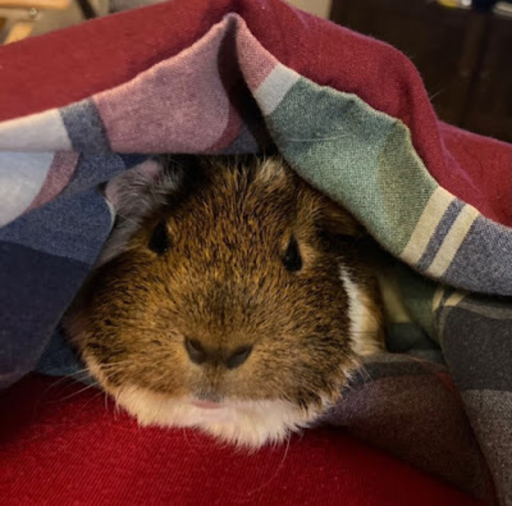 Meet your Posher, Nycole